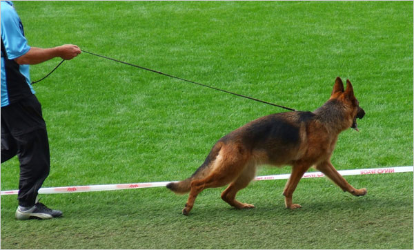ANDRA in Aktion - Finale Siegerschau Braunschweig 2007