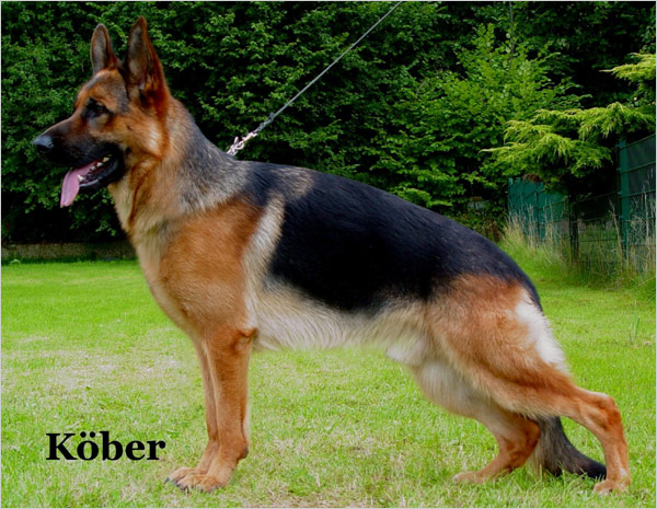 Rooney aus Wattenscheid