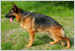 Dario aus Wattenscheid