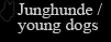 Junghunde